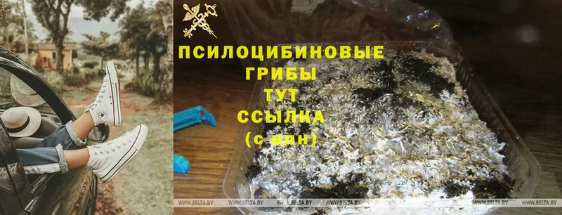 Псилоцибиновые грибы GOLDEN TEACHER  Руза 